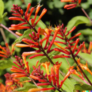 Attract Hummingbirds with Our Vibrant Hamelia patens Scarlet Bush Plant