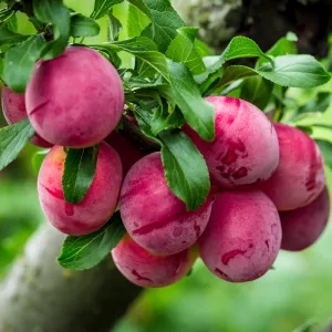 AU Rosa Plum Tree