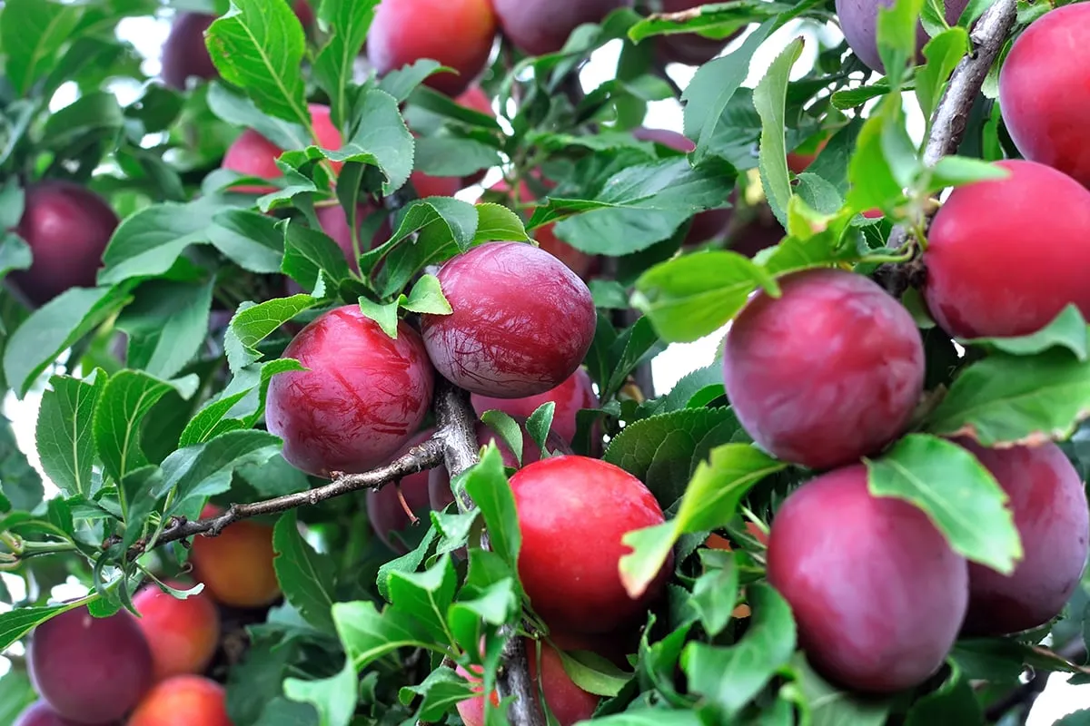 AU Rosa Plum Tree