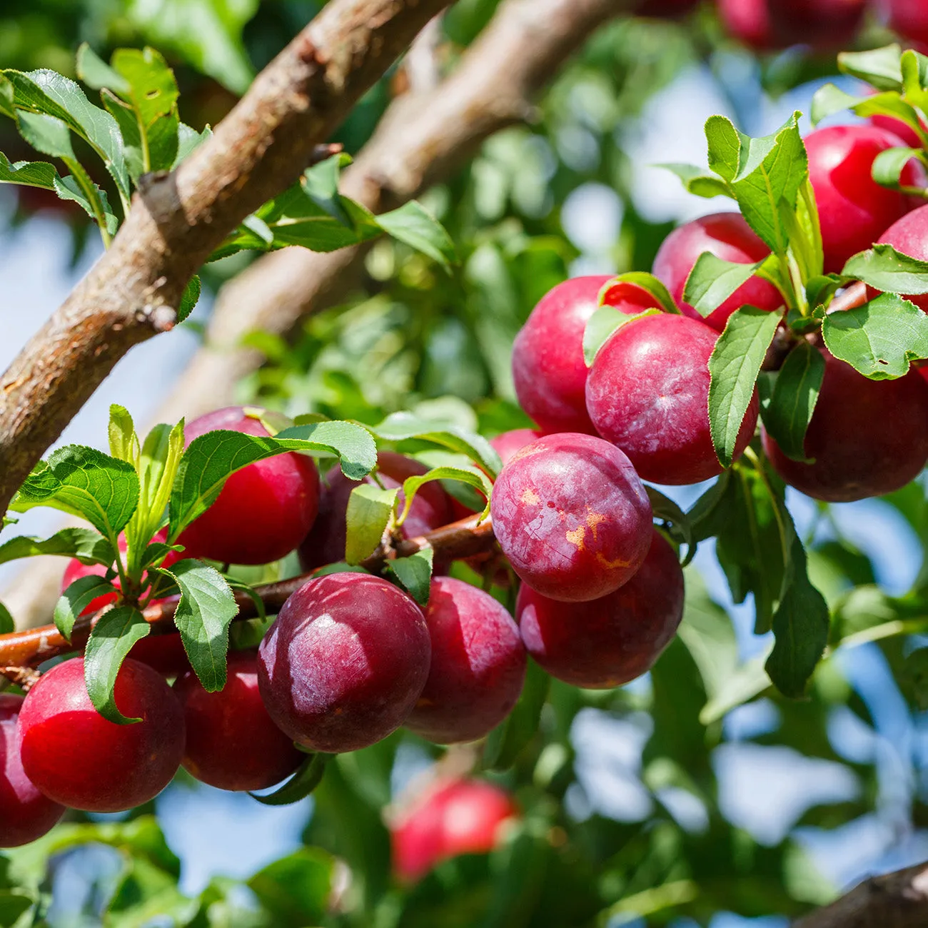 Bruce Plum Tree