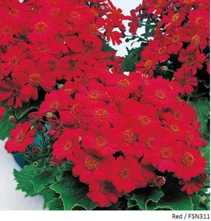 Cineraria Early Perfaction Red Flower Seeds