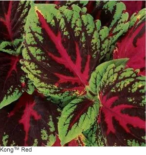 Coleus Kong Red Seeds