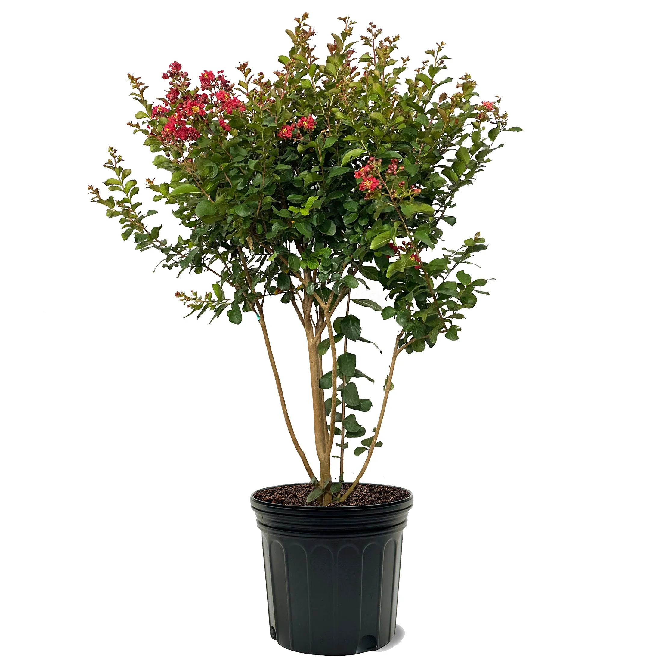 Crape Myrtle - Southern Living Scarlet Red