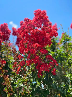 Crape Myrtle - Southern Living Scarlet Red