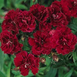 Dianthus Dynasty Red Flower Seeds