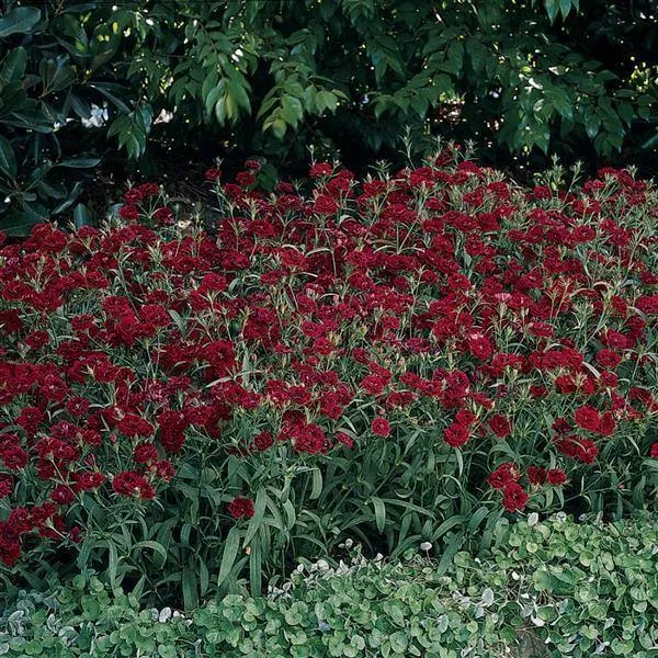 Dianthus Dynasty Red Flower Seeds