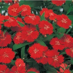 Dianthus Telstar Scarlet Flower Seeds