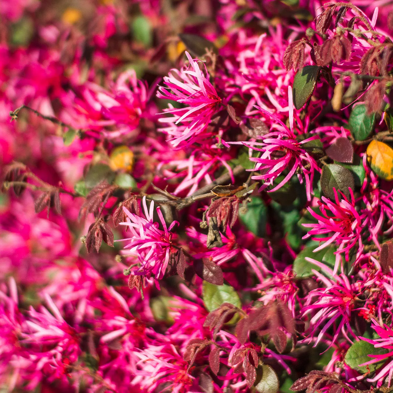 Dwarf Crimson Fire Loropetalum Shrub