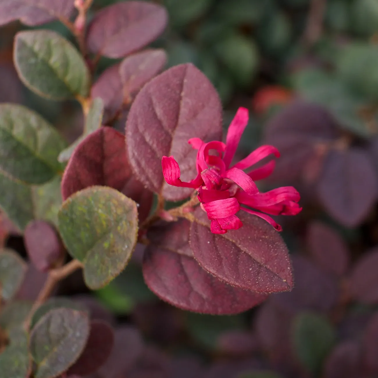 Dwarf Crimson Fire Loropetalum Shrub