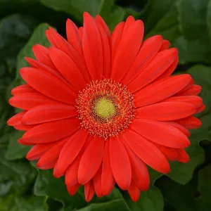 Gerbera ColorBloom Red Light Eye Flower Seeds