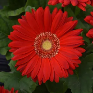 Gerbera Mega Revolution Scarlet Red Light Eye Flower Seeds