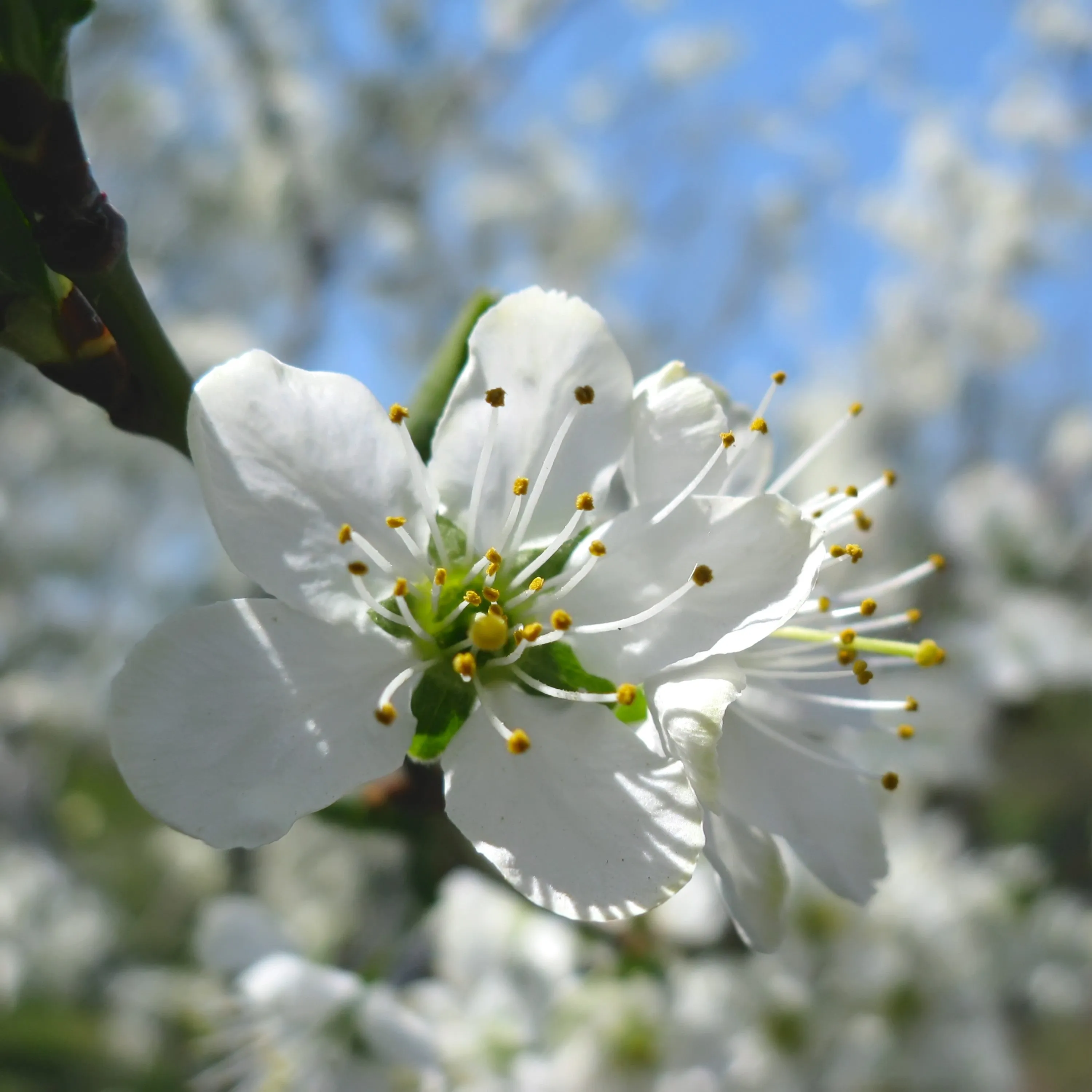 Golden Plum Tree