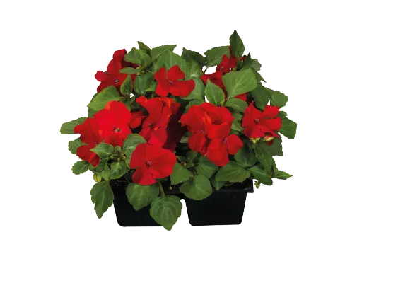 Impatiens Lollipop Cherry Red Flower Seeds