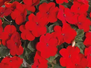 Impatiens Lollipop Cherry Red Flower Seeds