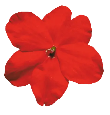 Impatiens Lollipop Cherry Red Flower Seeds