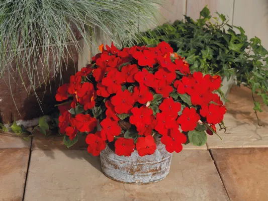 Impatiens Lollipop Cherry Red Flower Seeds