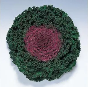 Ornamental  Kale Kamome Red Seeds