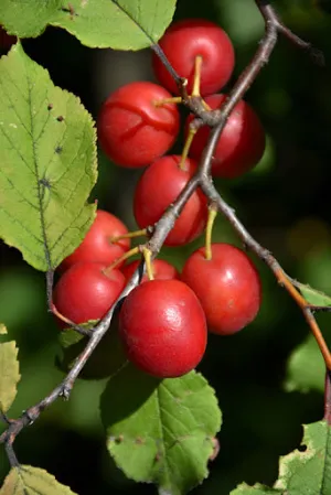 Plum Bounty - 7 Gal (Bl)