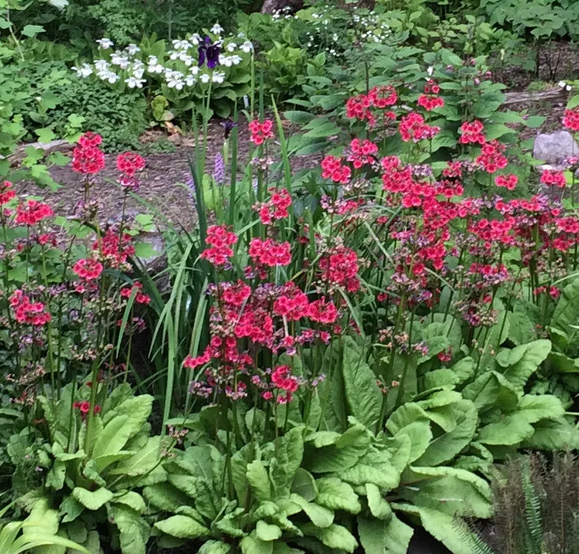 Primula japonica 'Miller's Crimson'  (Candelabra Primula)