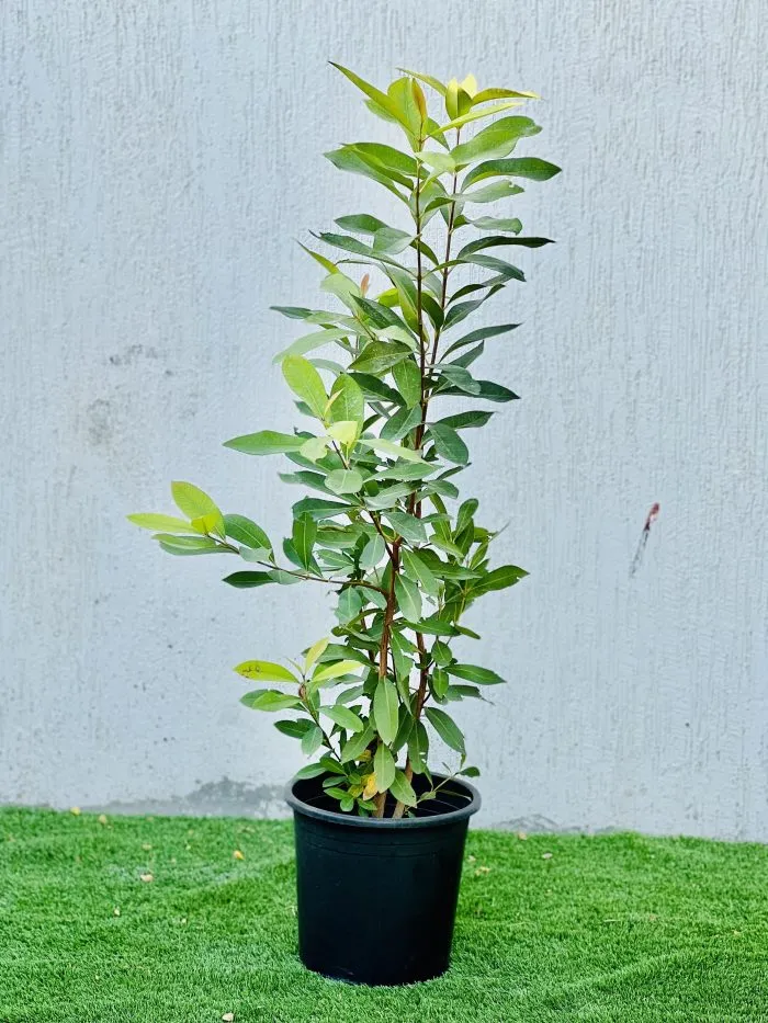 Syzygium Cumini Tree, black-plum “jamun-jambolan” شجرة جامون