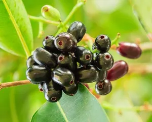 Syzygium Cumini Tree, black-plum “jamun-jambolan” شجرة جامون