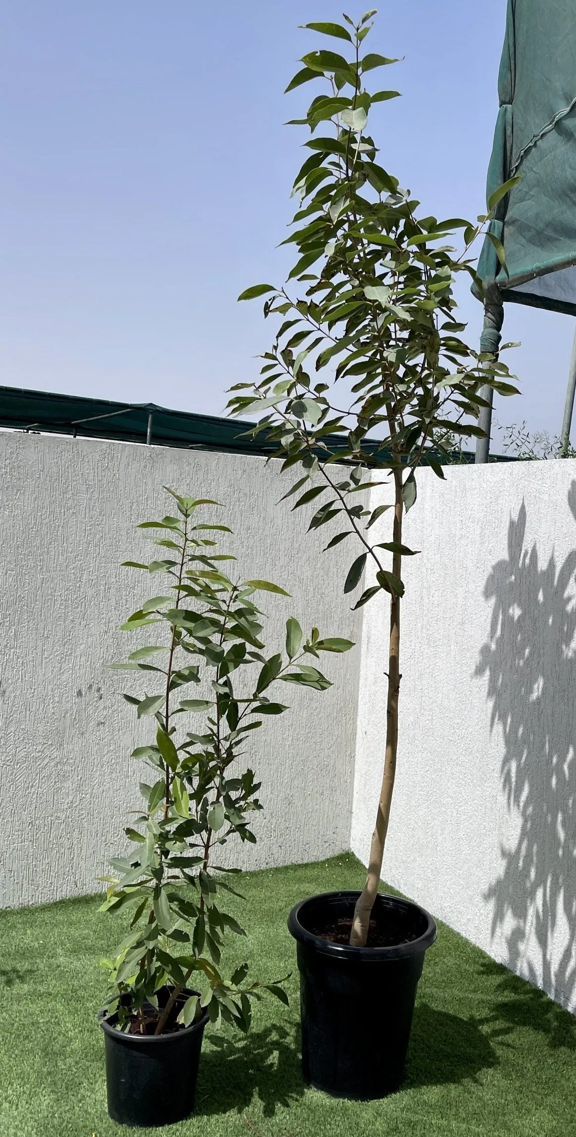 Syzygium Cumini Tree, black-plum “jamun-jambolan” شجرة جامون